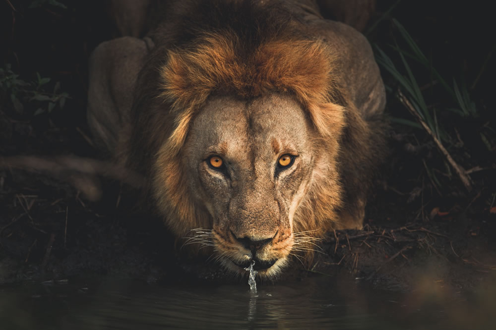10 Ağustos Dünya Aslan Günü 