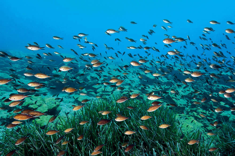 Akdeniz'e Güzel Haber!