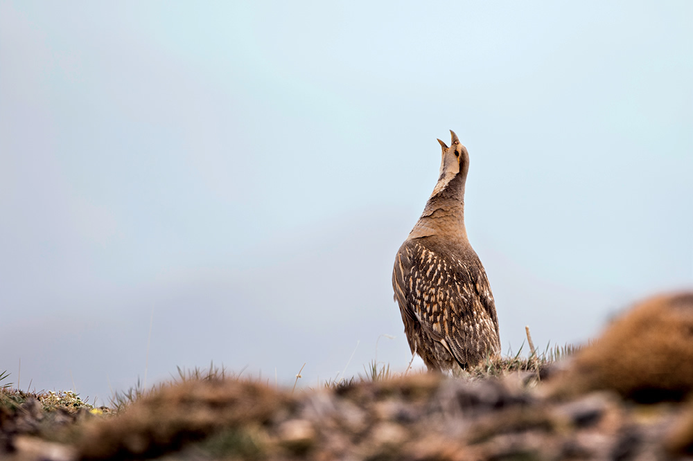 Aladağlar, Urkekliğin İzinde
