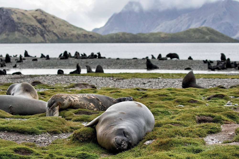 Antarktika Yeşerirken