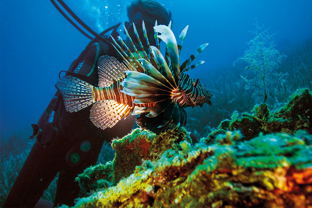 Aslan Balığının 24 Saati