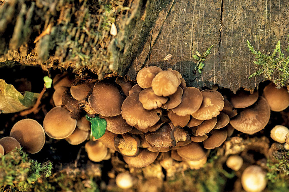 Belgrad'ın Mantarları