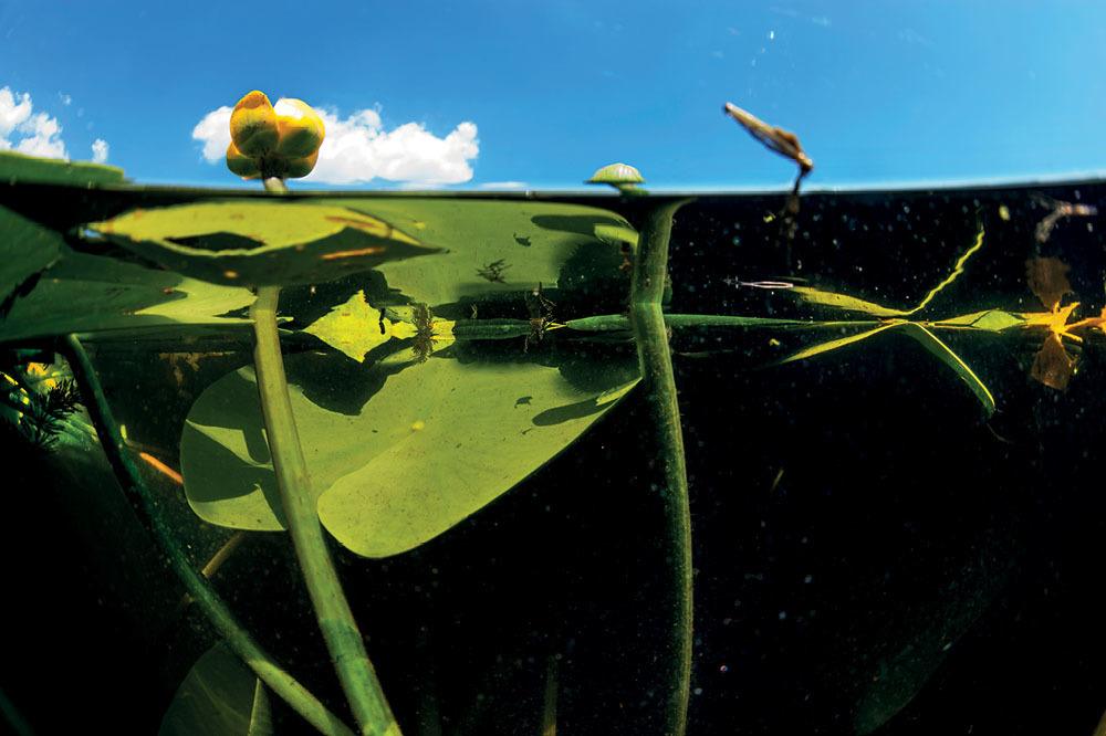 Beyşehir Gölü, Derin Yeşil