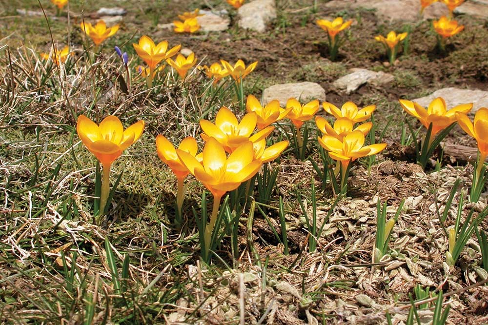 Bitki Deryası