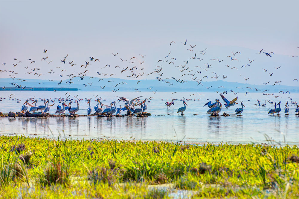 Biyoçeşitlilik: Yaşamın Sigortası