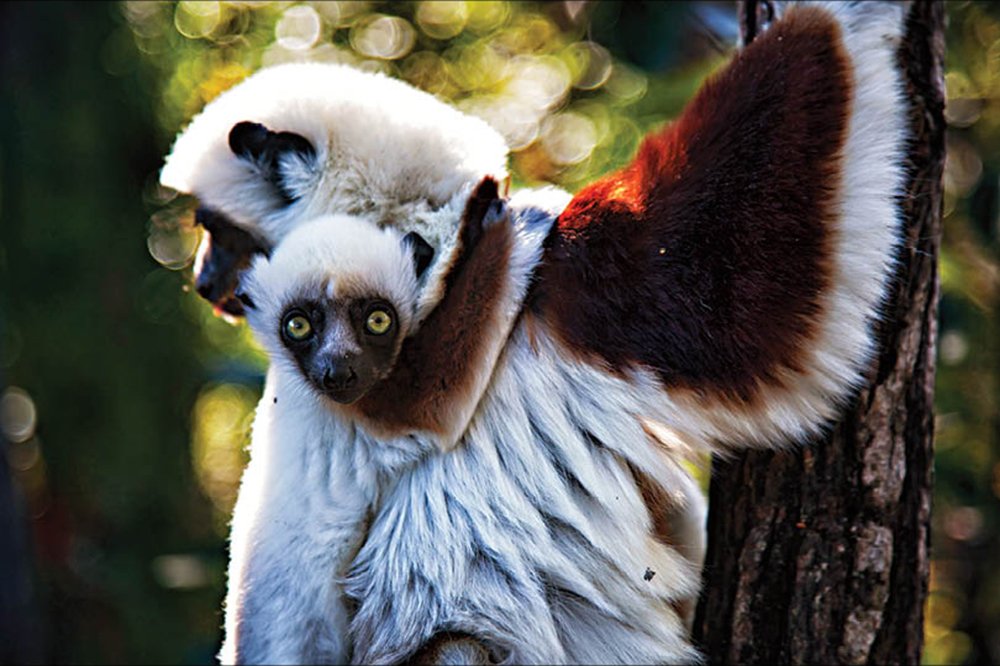Bordo Omuzlu Sifaka
