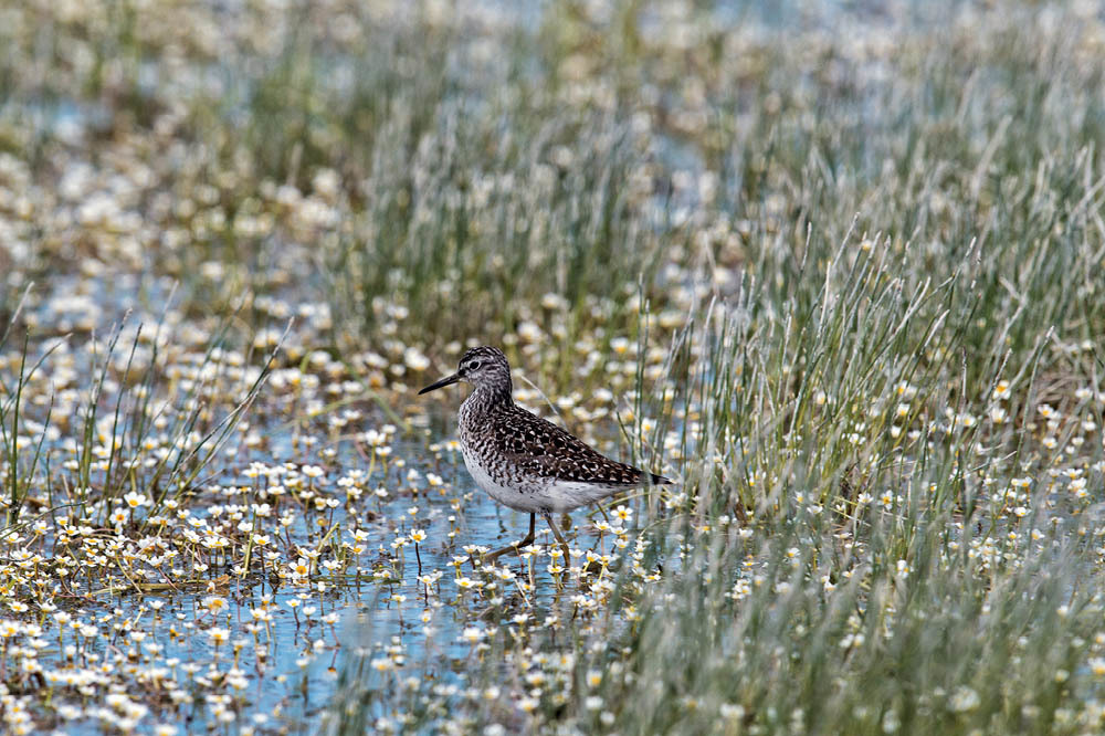 Eber Gölü: Cennetin Zor Günleri