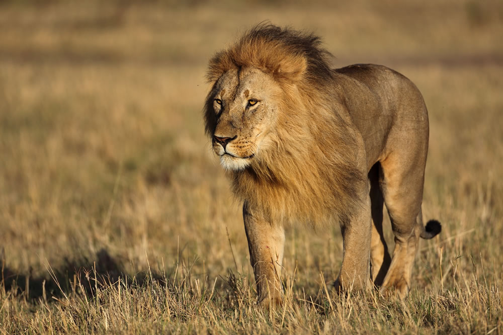 10 Ağustos Dünya Aslan Günü  2g