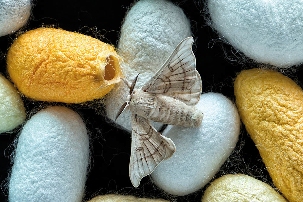 İpekböceği Konuşuyor: Dönüşüm Ve Mucize