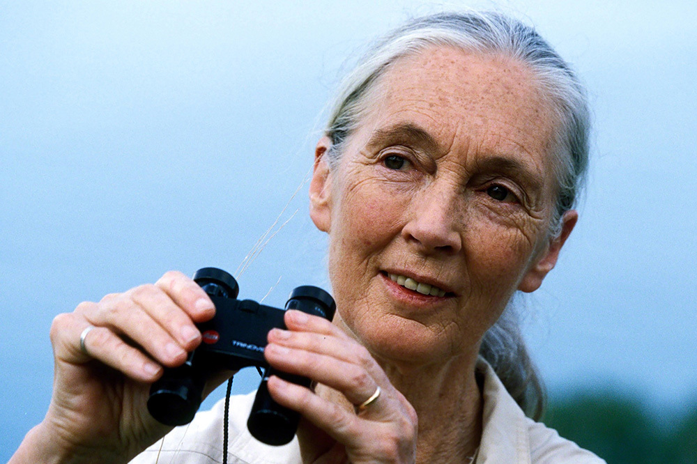 Jane Goodall 4 Mayıs'ta Pera Müzesi'nde