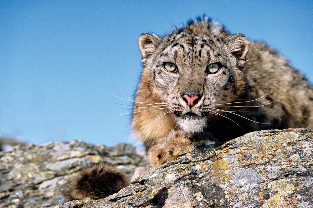 Kar Leoparı Bilim Dünyasını İkiye Böldü