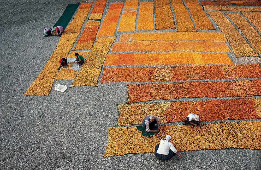 Kayısı: Cennet Meyvesi