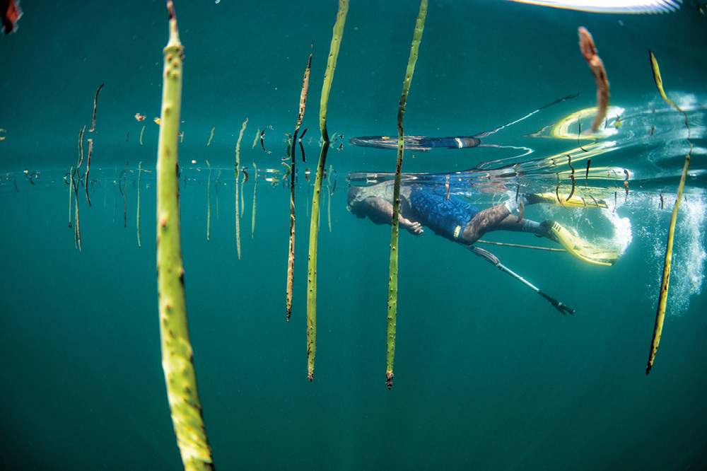 Kenya / Şimoni: Ahtapotun Kolları