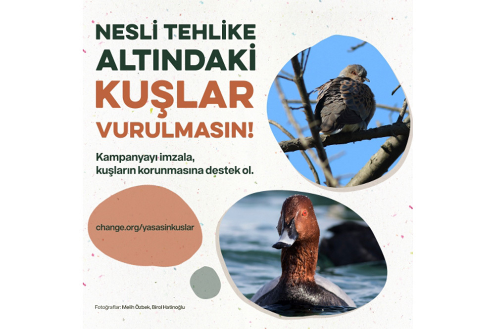 Kuşlar Vurulmasın