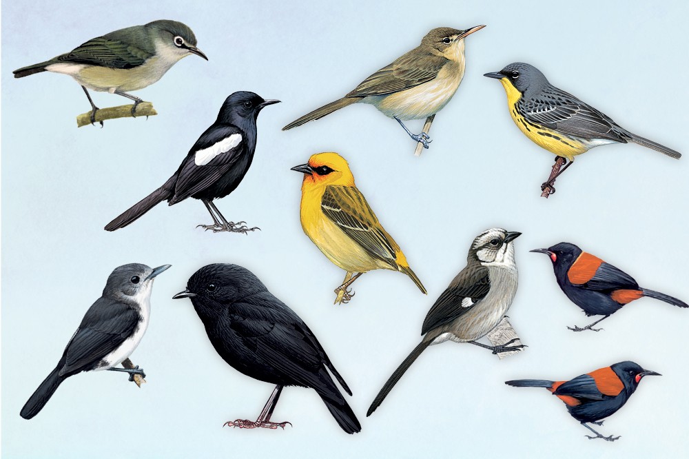 Kuşların Kurtuluş Öyküleri