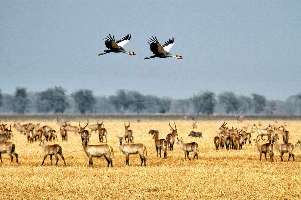 Mozambik Gorongosa Milli Parkı: Yabanın Dirilişi