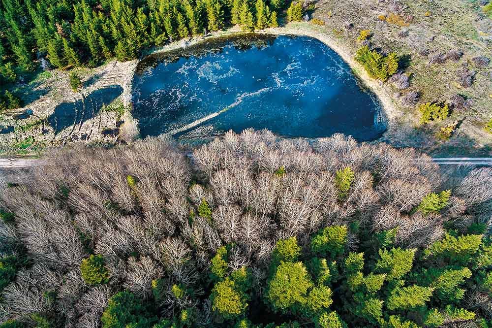 Önce Doğa: Ormanın Yaşamı