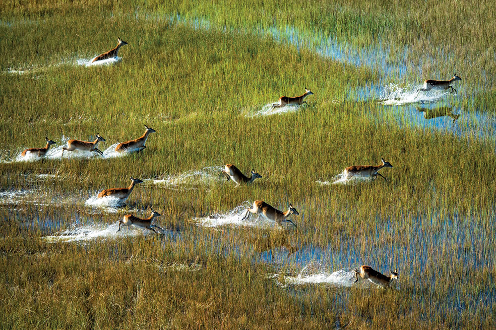 Son Cennet, Okavango