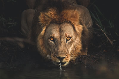10 Ağustos Dünya Aslan Günü 