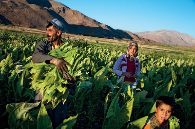 Adıyaman, Sarı Tütünün Hikâyesi