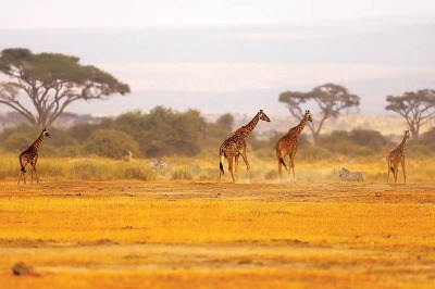 Anayurt Afrika