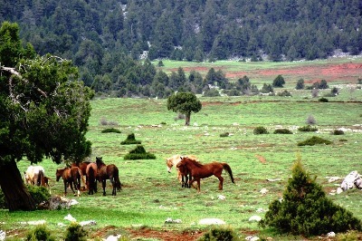 Ardıç Ormanı Yerine Mermer Ocağı