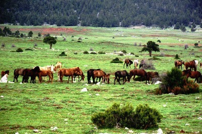 Asırlık Ardıç Ormanına Mermer Ocağı