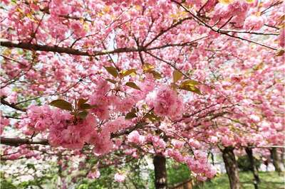 Baltalimanı Japon Bahçesi’nde Eşsiz Bir İlkbahar
