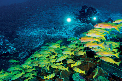 Batı Papua: Direnen Resifler