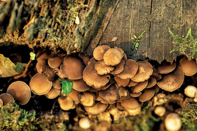 Belgrad'ın Mantarları