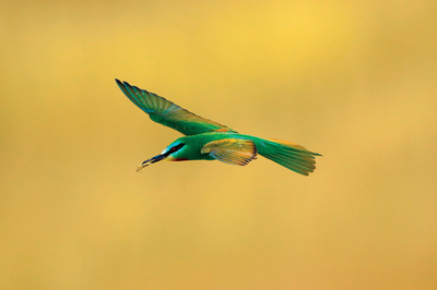 Boz Toprağın Canları