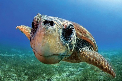 Çok Yaşa Caretta