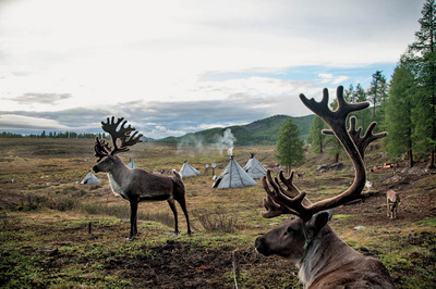 Dukhalar / Rengeyikleri: Evcil Ve Yaban