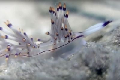 Flabellina'nın Yolculuğu