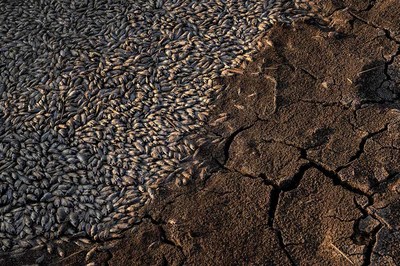 Ilısu Barajı: Dicle’nin Yaşam Mücadelesi