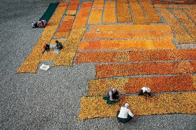 Kayısı: Cennet Meyvesi