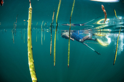 Kenya / Şimoni: Ahtapotun Kolları