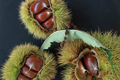 Kestane: Tanrı Fındığı