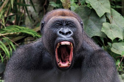 King Kong Vejetaryenmiş 