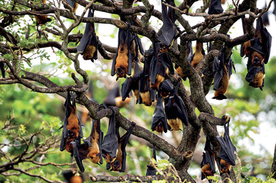 Koronavirüs: Yaban Hayatın Çağrısı