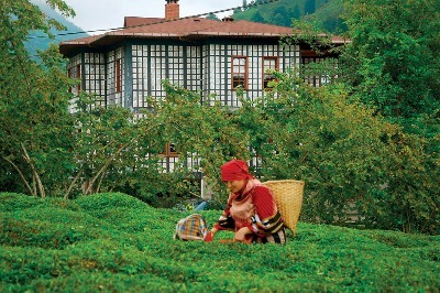 Laz Konakları, Ahşap ve Taşın Uyumu