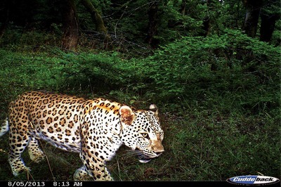 Leopar Bize Bakıyor
