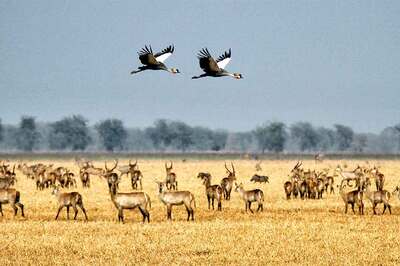 Mozambik Gorongosa Milli Parkı: Yabanın Dirilişi