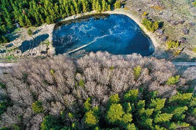 Önce Doğa: Ormanın Yaşamı