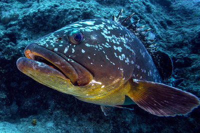 Orfoz: Resifin Efesi