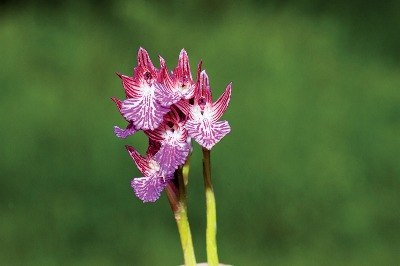 Orkide Saklanan Nazlı Çiçek
