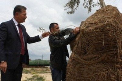 Sekiz Yüz Yıllık Zeytin Ağacı Toroslar'da!