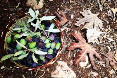 Slow Olive İçin Geri Sayım Başladı