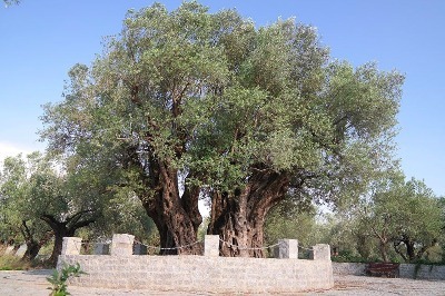  Tarihin Tanığı Anıt Zeytin Ağacı 