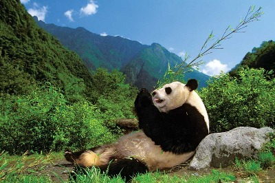 Tembel Panda